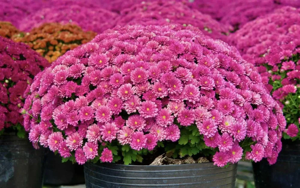 Hoa cúc mới trong nhà vào dịp Tết Nguyên Đán