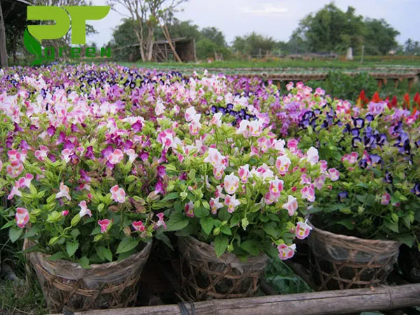 Cách trồng cây tô liên