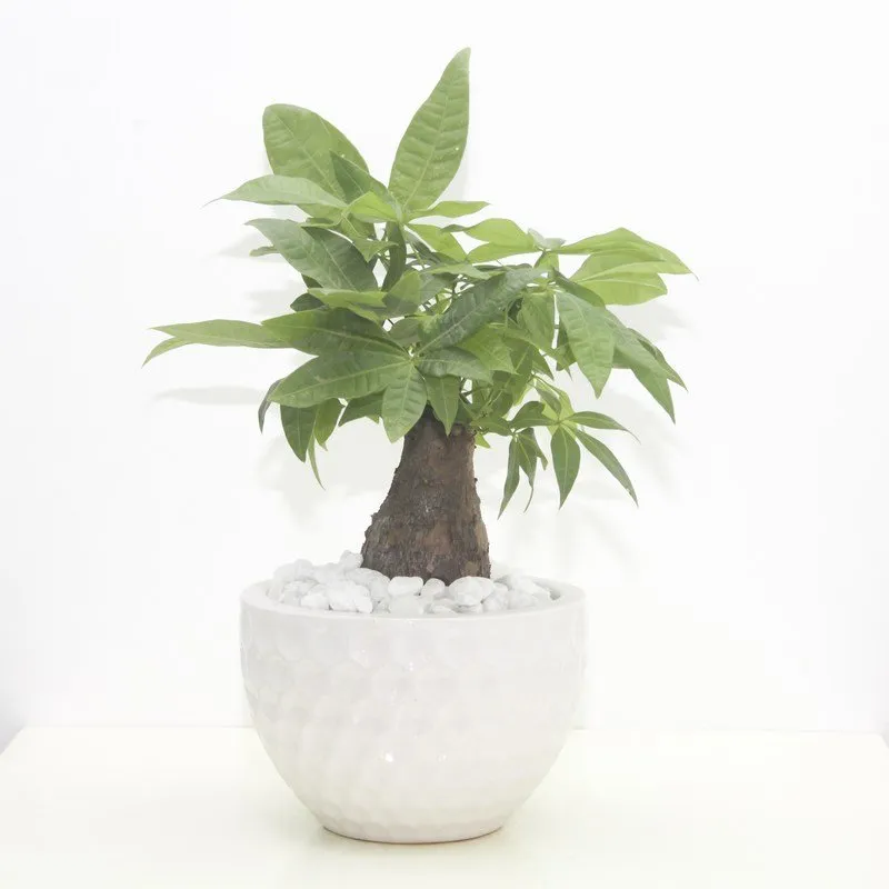 Cây Kim Ngân với vẻ ngoài xanh tốt và thân cây chắc khỏe