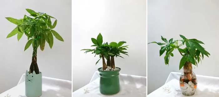 Ý nghĩa của số lượng thân cây Kim Ngân trong phong thủy