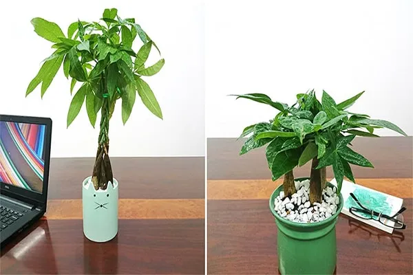 Cây Kim Ngân để bàn làm việc, thu hút tài lộc