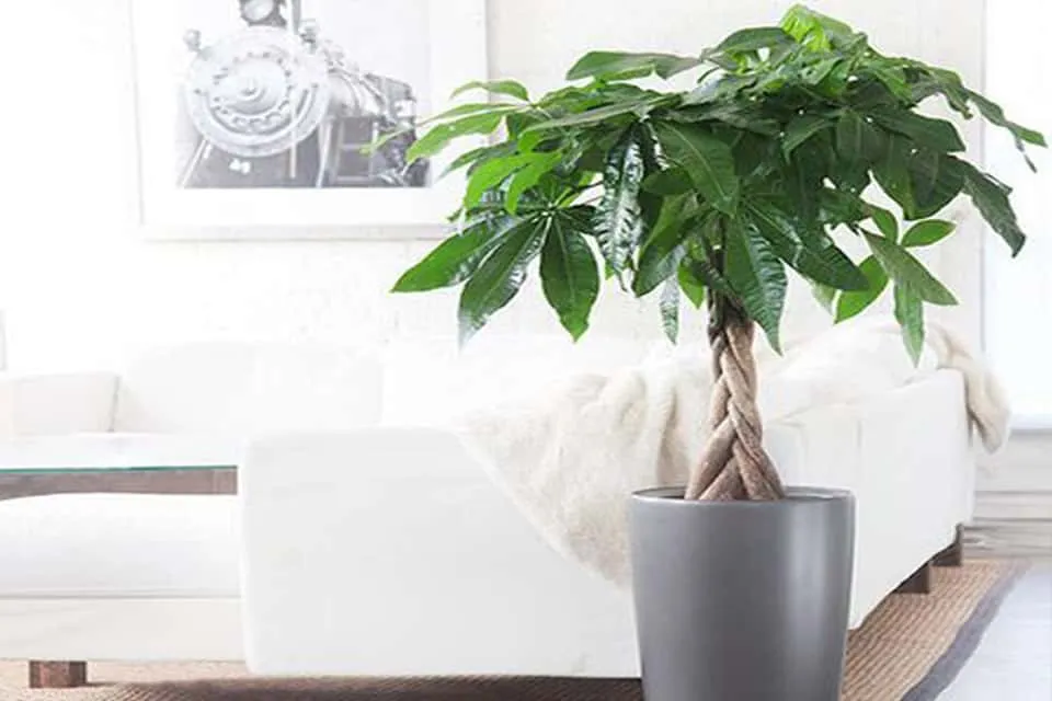 Cây Kim Ngân 5 thân xoắn tạo điểm nhấn độc đáo cho phòng khách