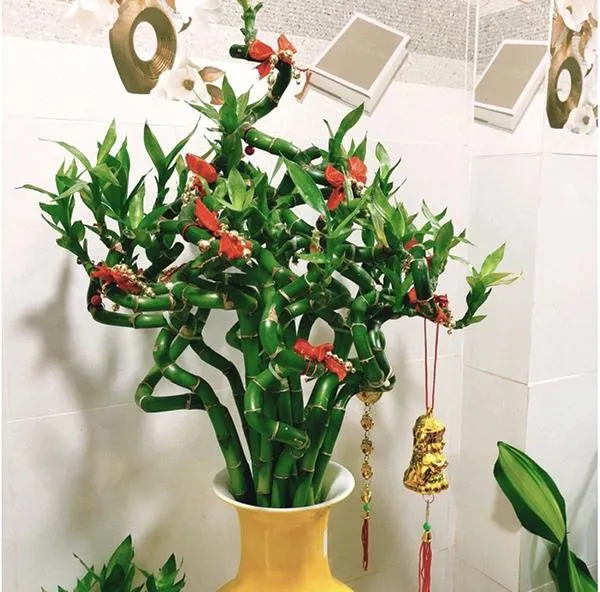 Cây phát lộc xoắn để bàn thờ sẽ mang lại may mắn cho gia đình