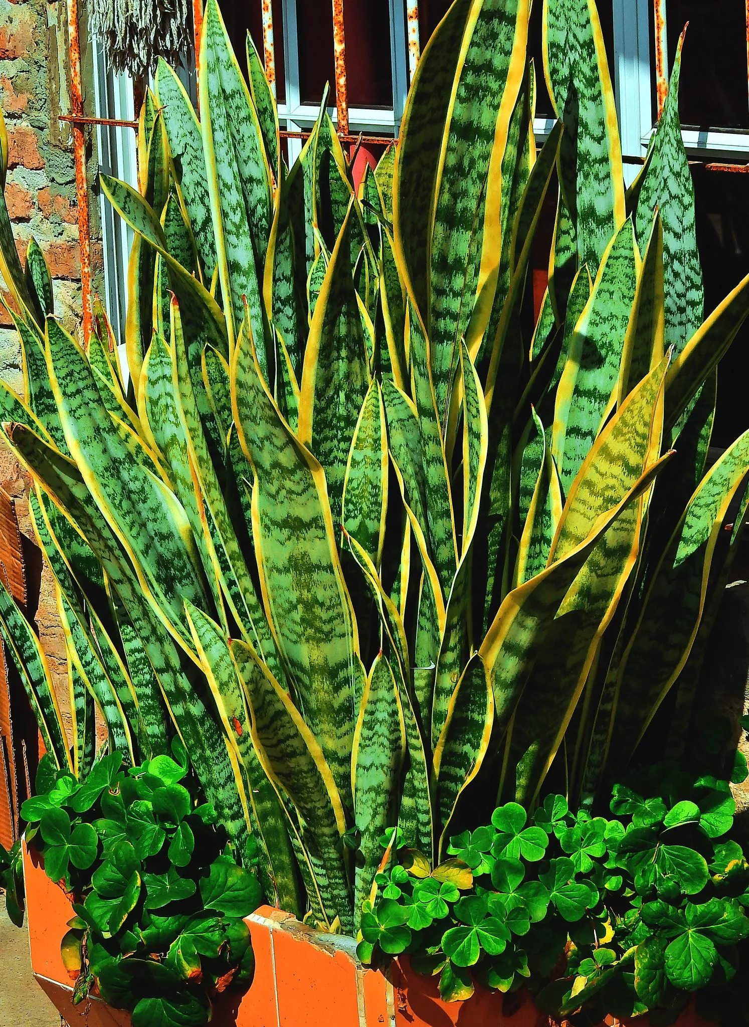 Cây lưỡi hổ chịu hạn tốt nên hạn chế tưới nước, tránh bị úng nước lâu ngày