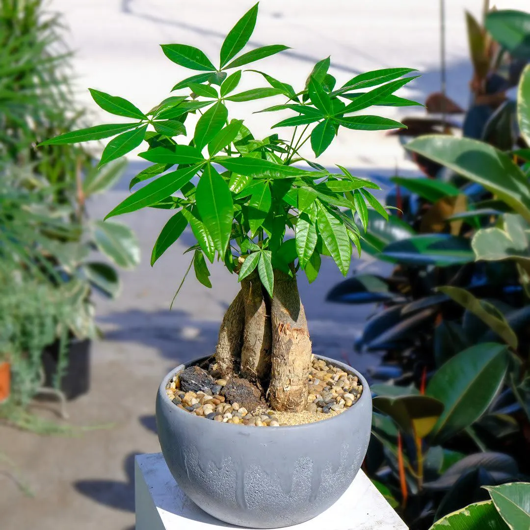 Cây Kim Ngân với vẻ ngoài xanh tốt quanh năm