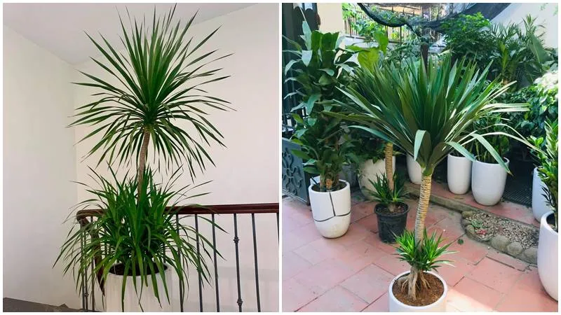 Giới thiệu chung về cây phát tài núi