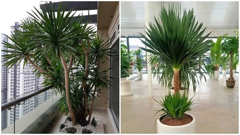 Cây phát tài núi hợp mệnh gì? Hợp tuổi gì?