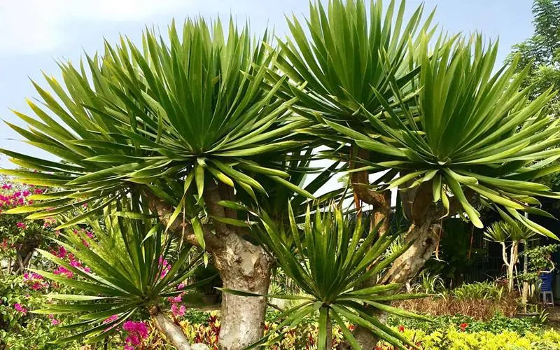 Cách trồng và chăm sóc cây phát tài núi