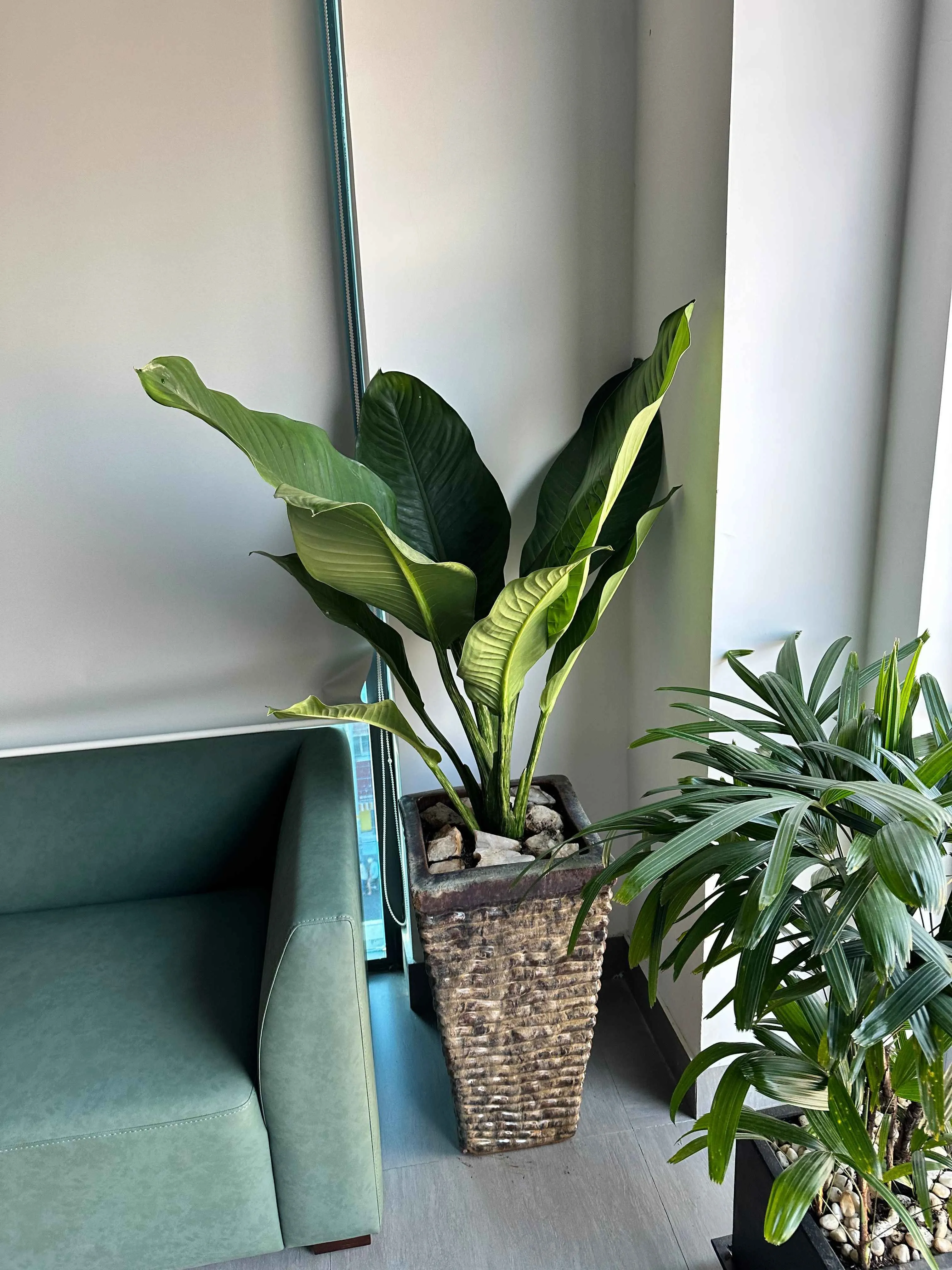 Cây Đại Phú Gia – Cây phong thủy mang lại tài lộc và thịnh vượng cho gia chủ