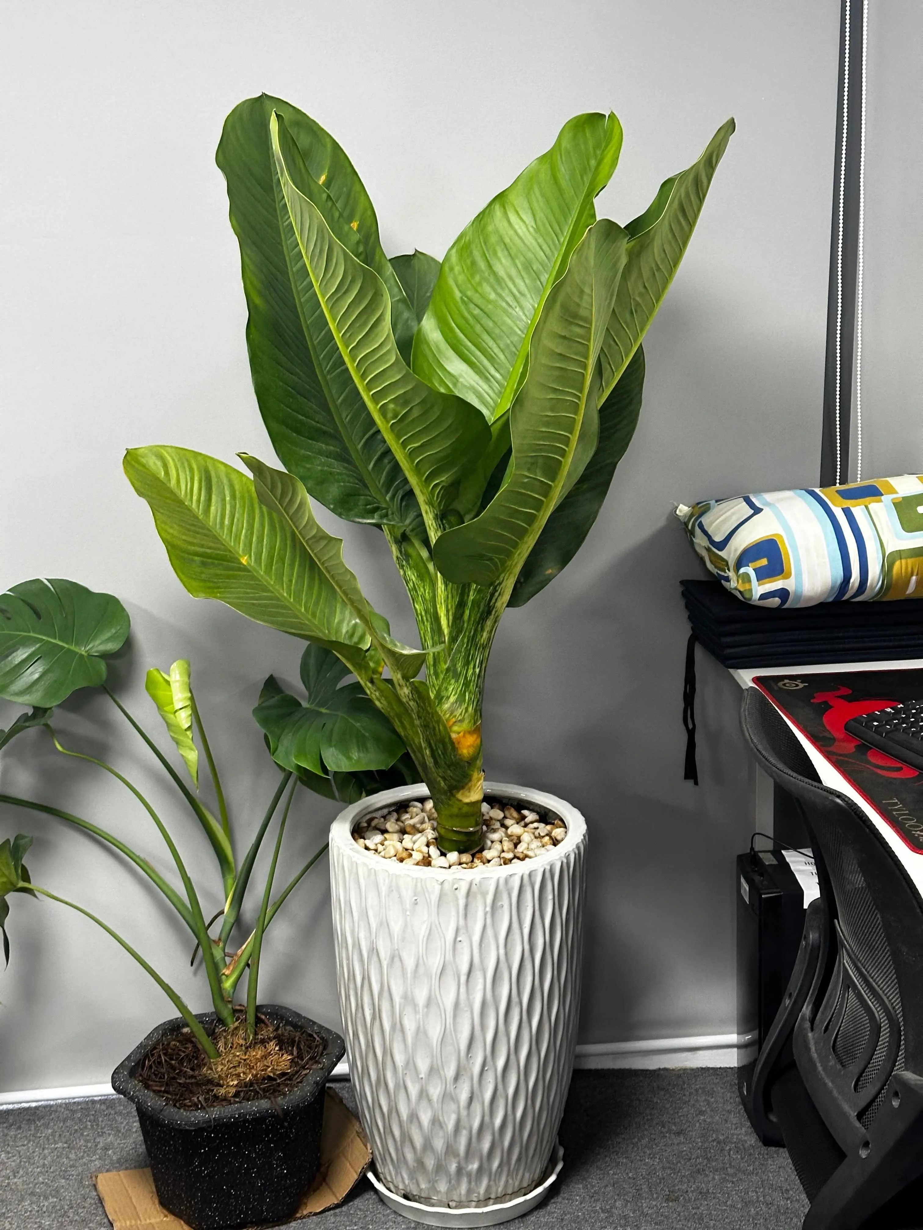 Cây Đại Phú Gia hợp mệnh gì? Gợi ý cây phong thủy giúp gia chủ phát tài