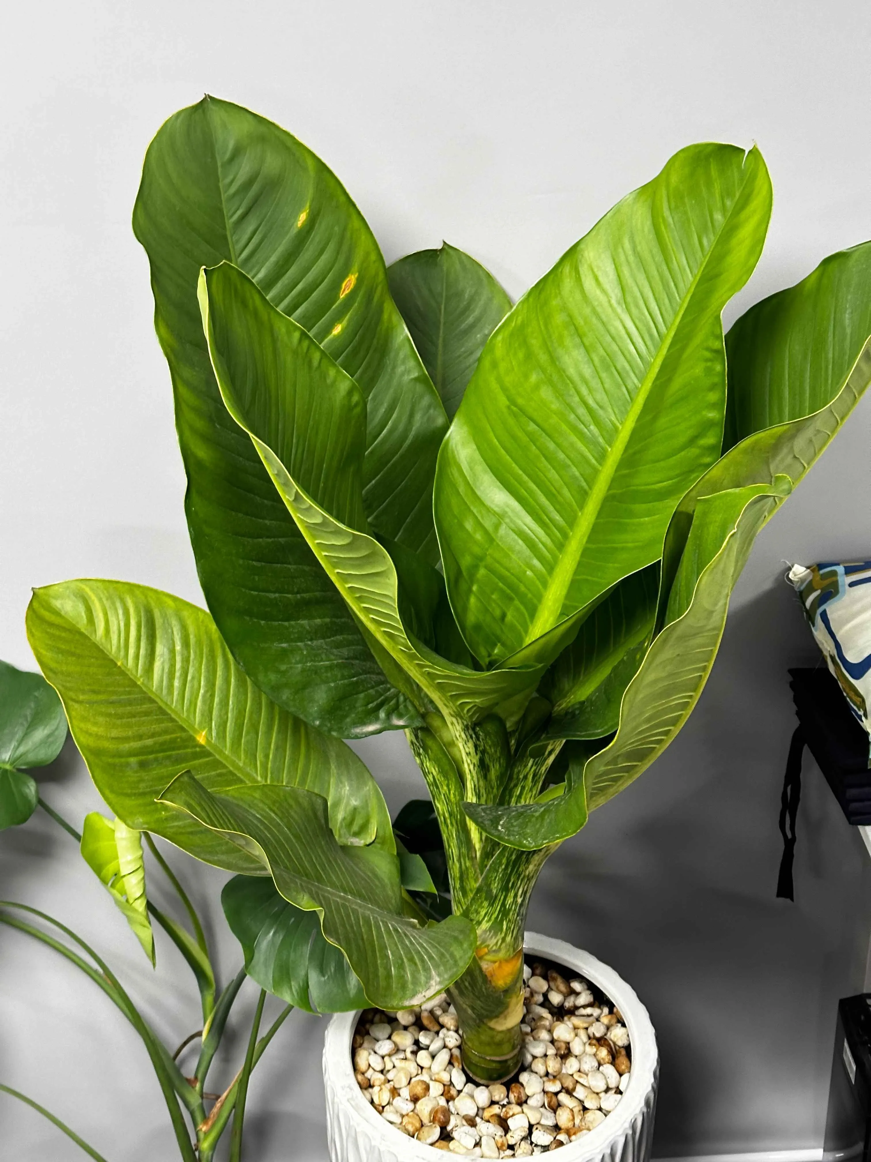 Chậu cây Đại Phú Gia trang trí nội thất sang trọng, phù hợp không gian văn phòng