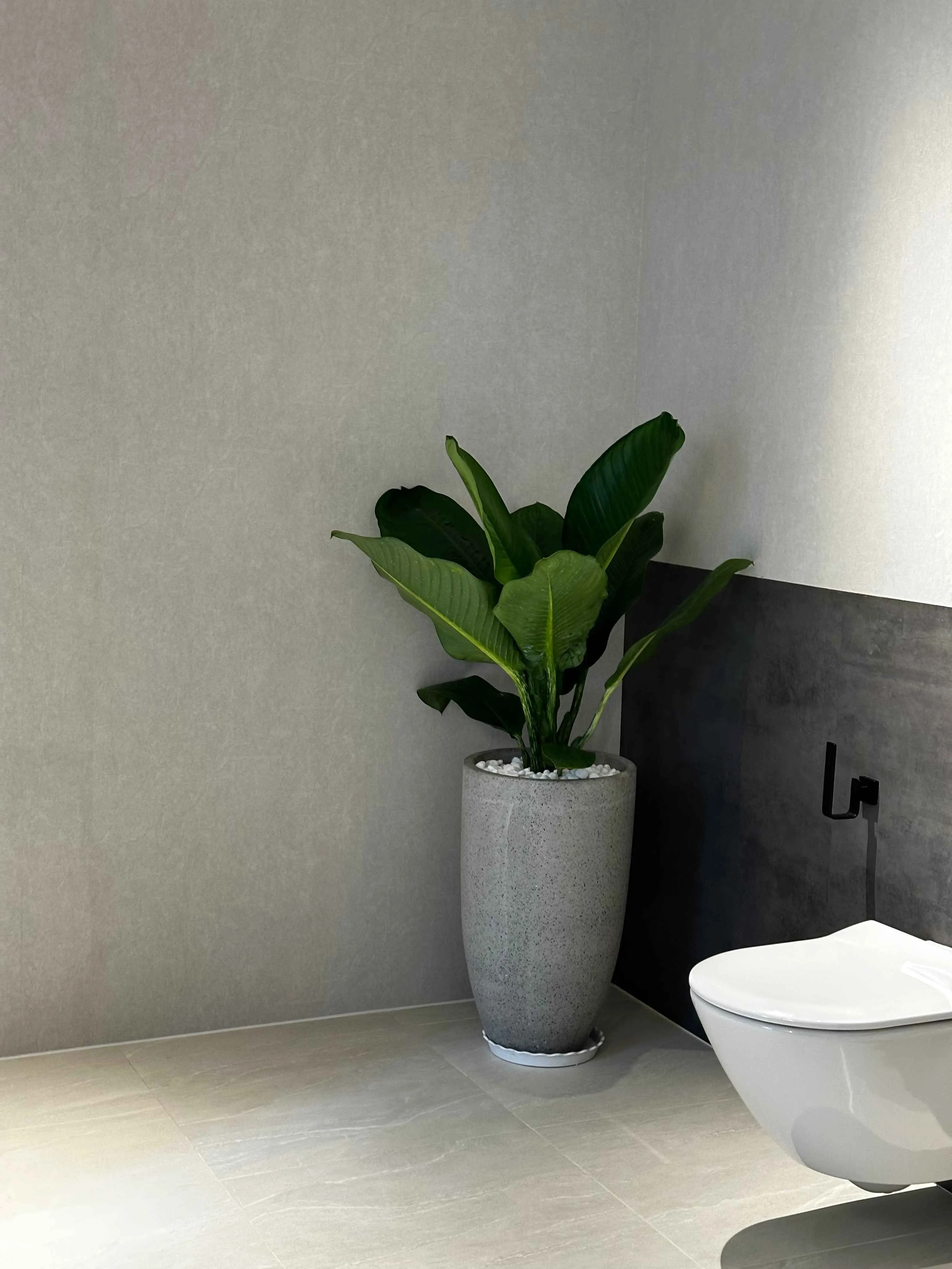 Cây Đại Phú Gia – Lựa chọn hoàn hảo để thanh lọc không khí và trang trí nhà ở