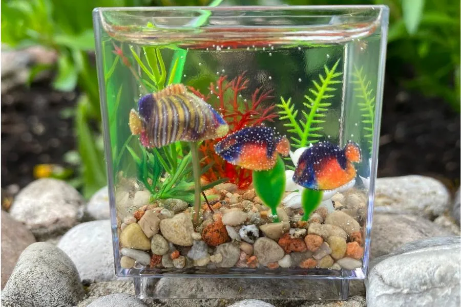 Làm bể cá với kích thước siêu nhỏ