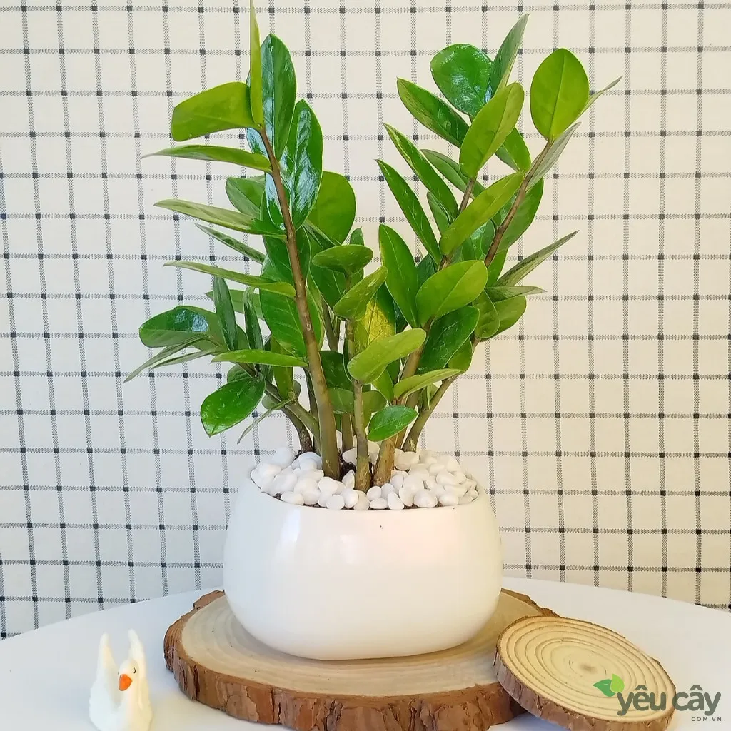 Cây kim tiền kèm chậu sứ Asa