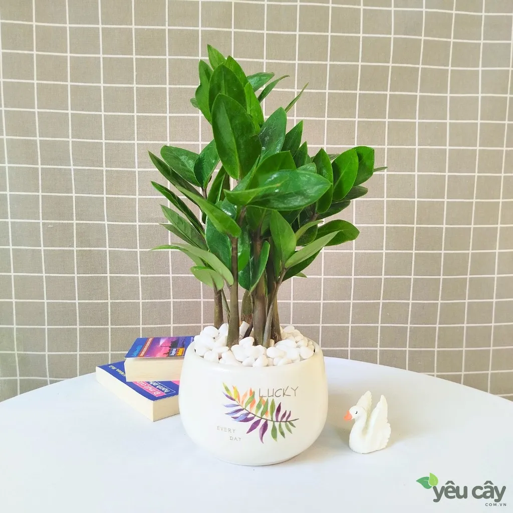 Cây kim tiền kèm chậu sứ dáng hạt dẻ