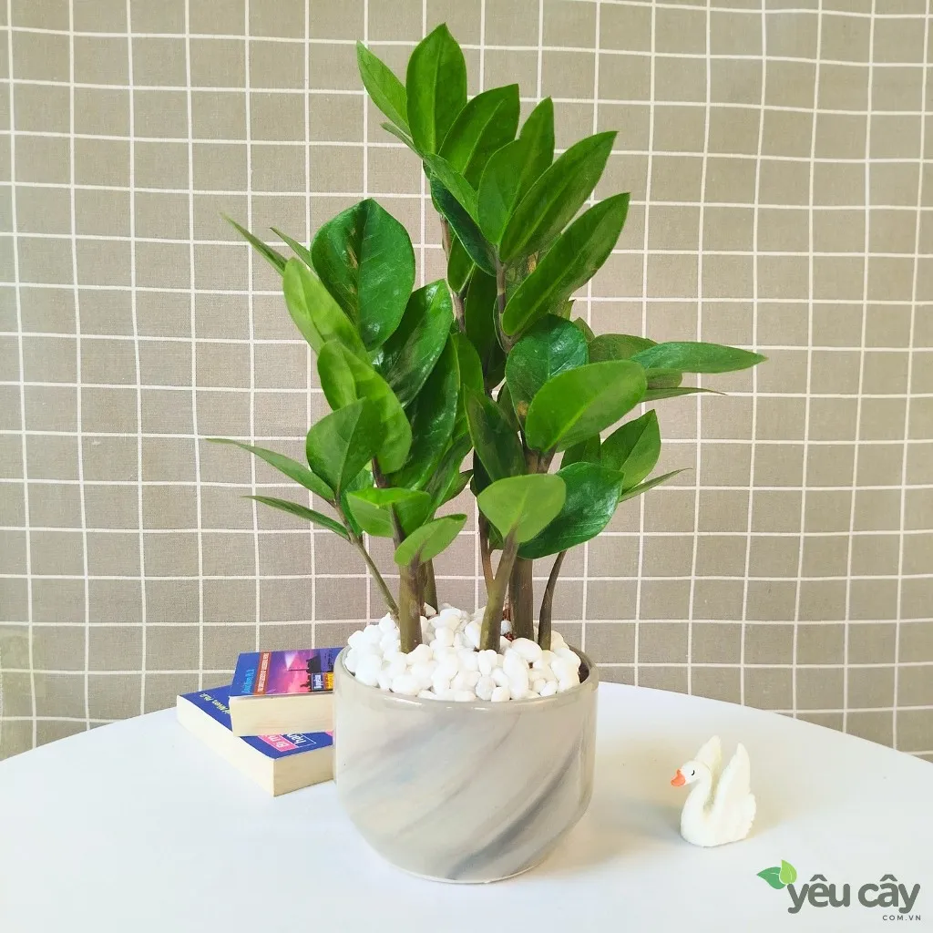 Cây kim tiền kèm chậu sứ kim cương