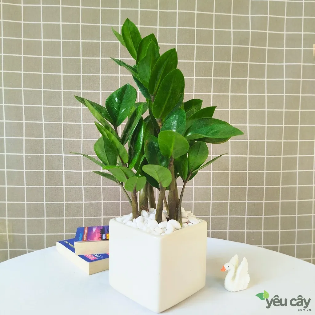 Cây kim tiền kèm chậu sứ hình vuông