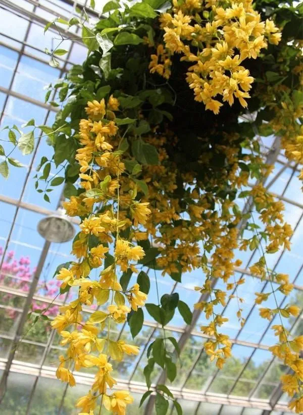 Lan Hoàng Dương rực rỡ sắc vàng trong chậu treo