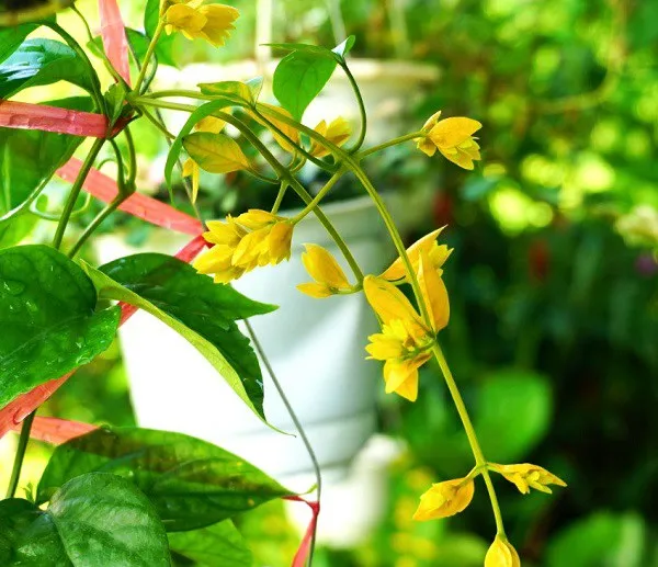 Cây lan Hoàng Dương leo giàn tạo không gian xanh mát