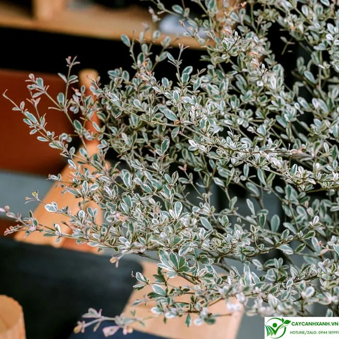 Lá cây bàng nhật