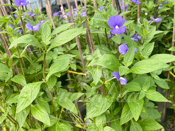 Lá cây bướm xanh với mùi hương thảo mộc đặc trưng