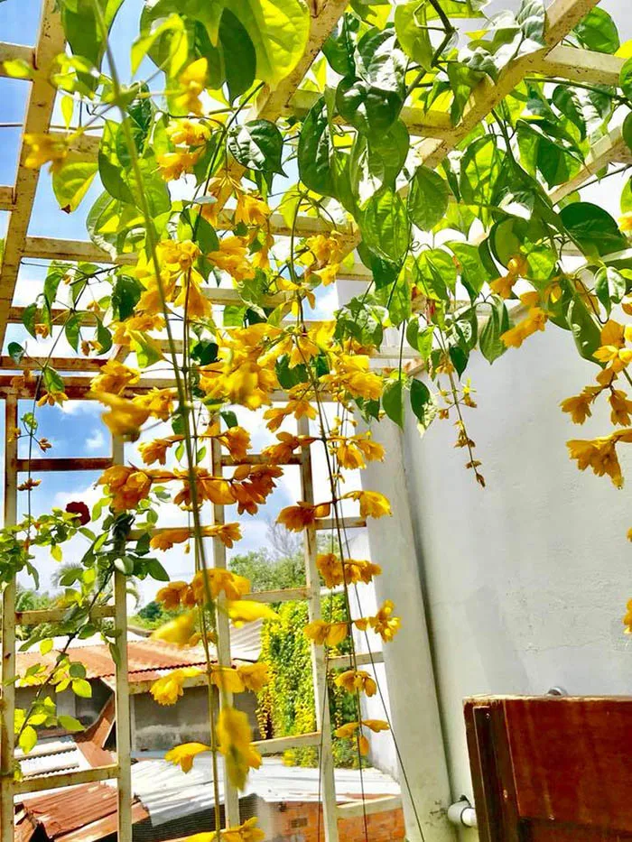 Giàn lan Hoàng Dương