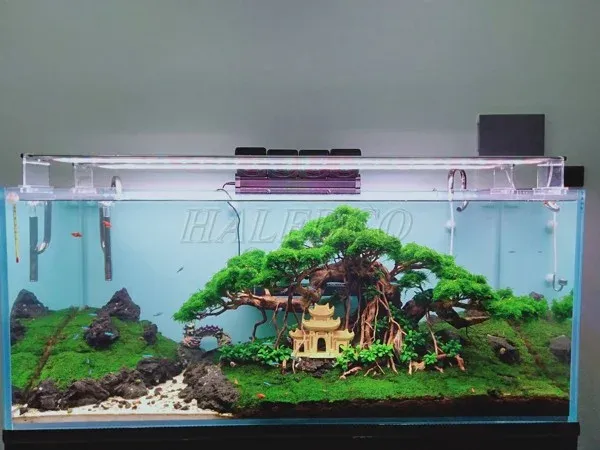 Lắp đèn thủy sinh