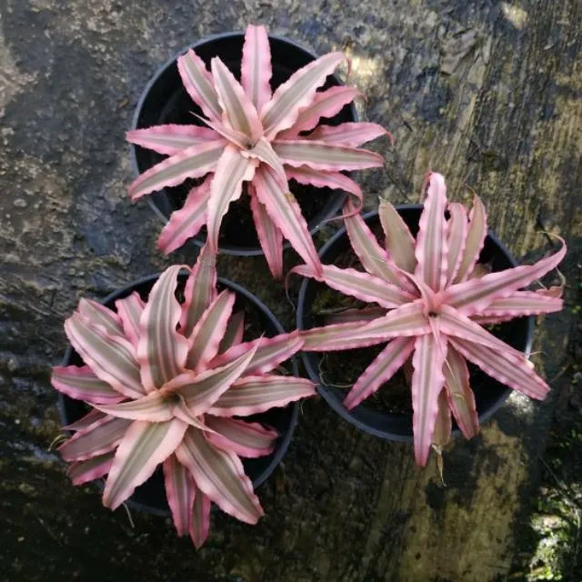 Cây lưỡi hổ đỏ với viền lá màu đỏ đặc trưng