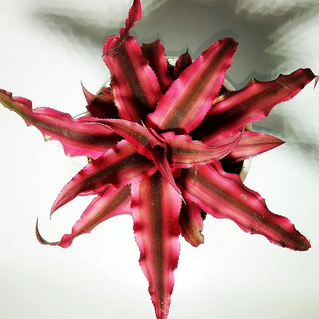 Cây lưỡi hổ đỏ cần được chăm sóc cẩn thận, tránh tưới quá nhiều nước