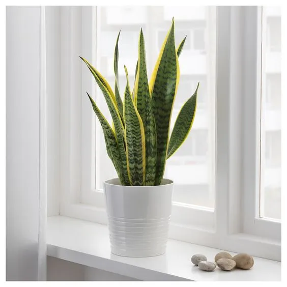 Cây Lưỡi Hổ Thái trang trí cửa sổ