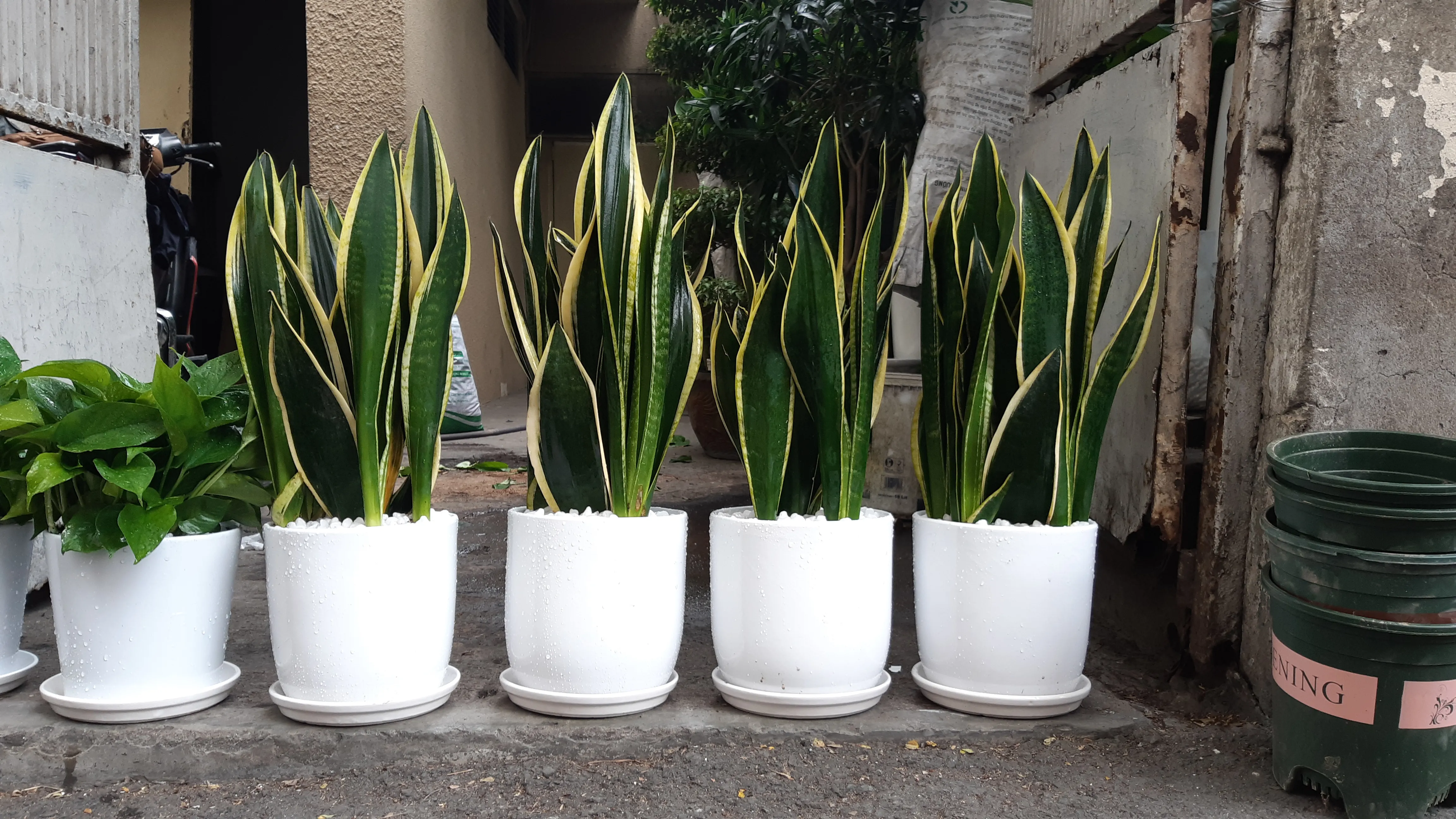 Cách chăm sóc cây Lưỡi Hổ Thái xanh tốt