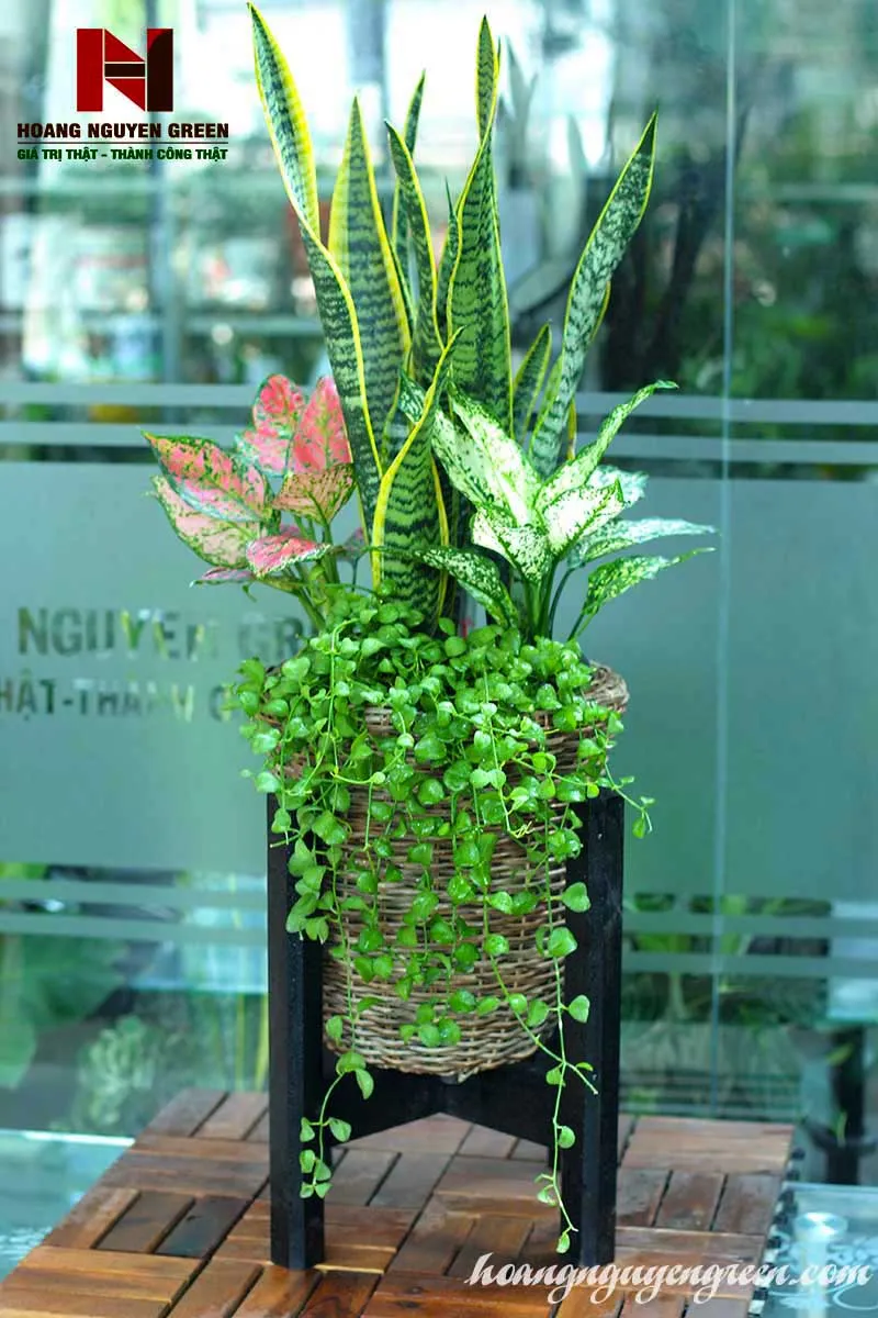 Cây Lưỡi Hổ mang ý nghĩa trấn giữ tiền tài, may mắn.