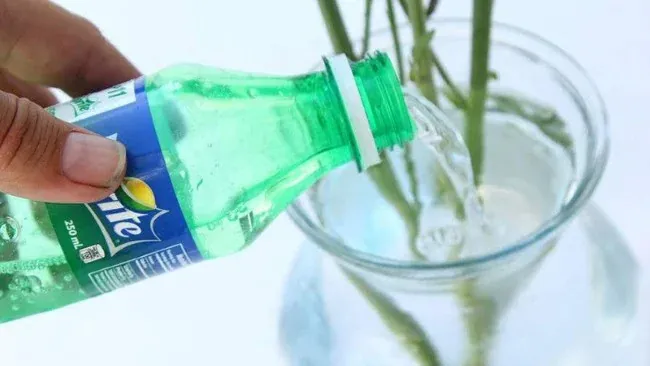 Giá»¯ hoa tÆ°Æ¡i lÃ¢u vá»›i nÆ°á»›c ngá»t