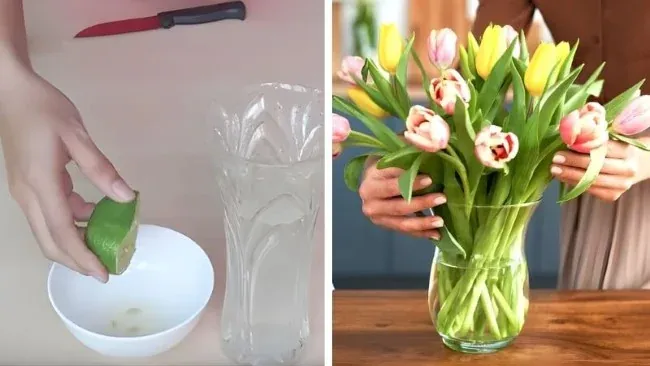 Giá»¯ hoa tÆ°Æ¡i lÃ¢u vá»›i nÆ°á»›c cá»‘t chanh