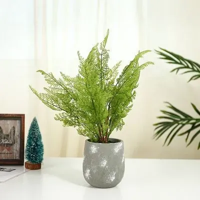 Một cây dương xỉ để bàn cũng có thể khiến ngày mới của bạn tuyệt vời hơn