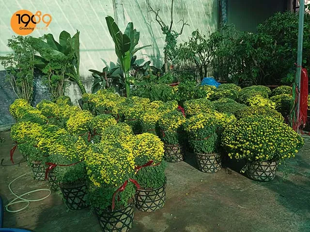 Mua cây hoa cúc mâm xôi vàng đẹp