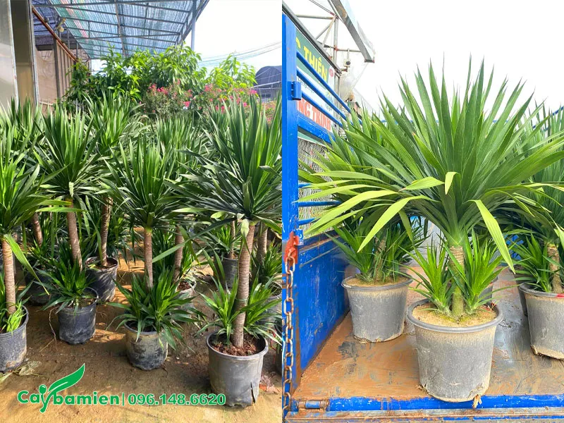 Những chậu Phát Tài Núi cảnh cao gần 1m