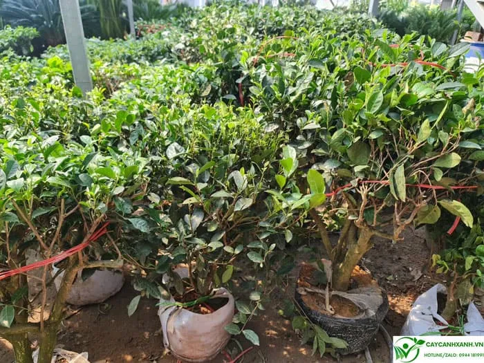 Mua cây trà xanh ở Hà Nội