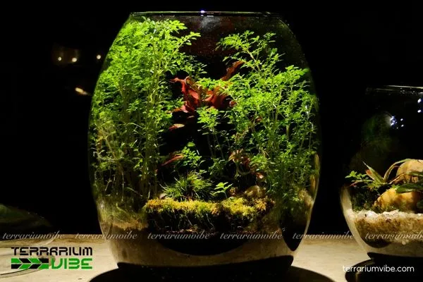 Nâng cao giá trị thẩm mỹ và kiến thức giáo dục bảo vệ môi trường