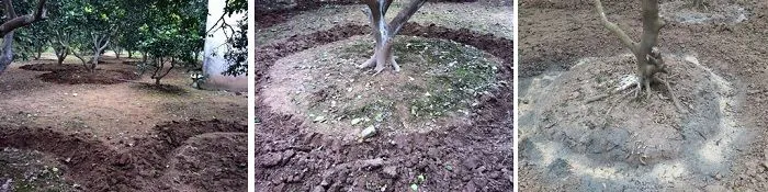 Xử lý bộ rễ bưởi diễn trước khi bón phân