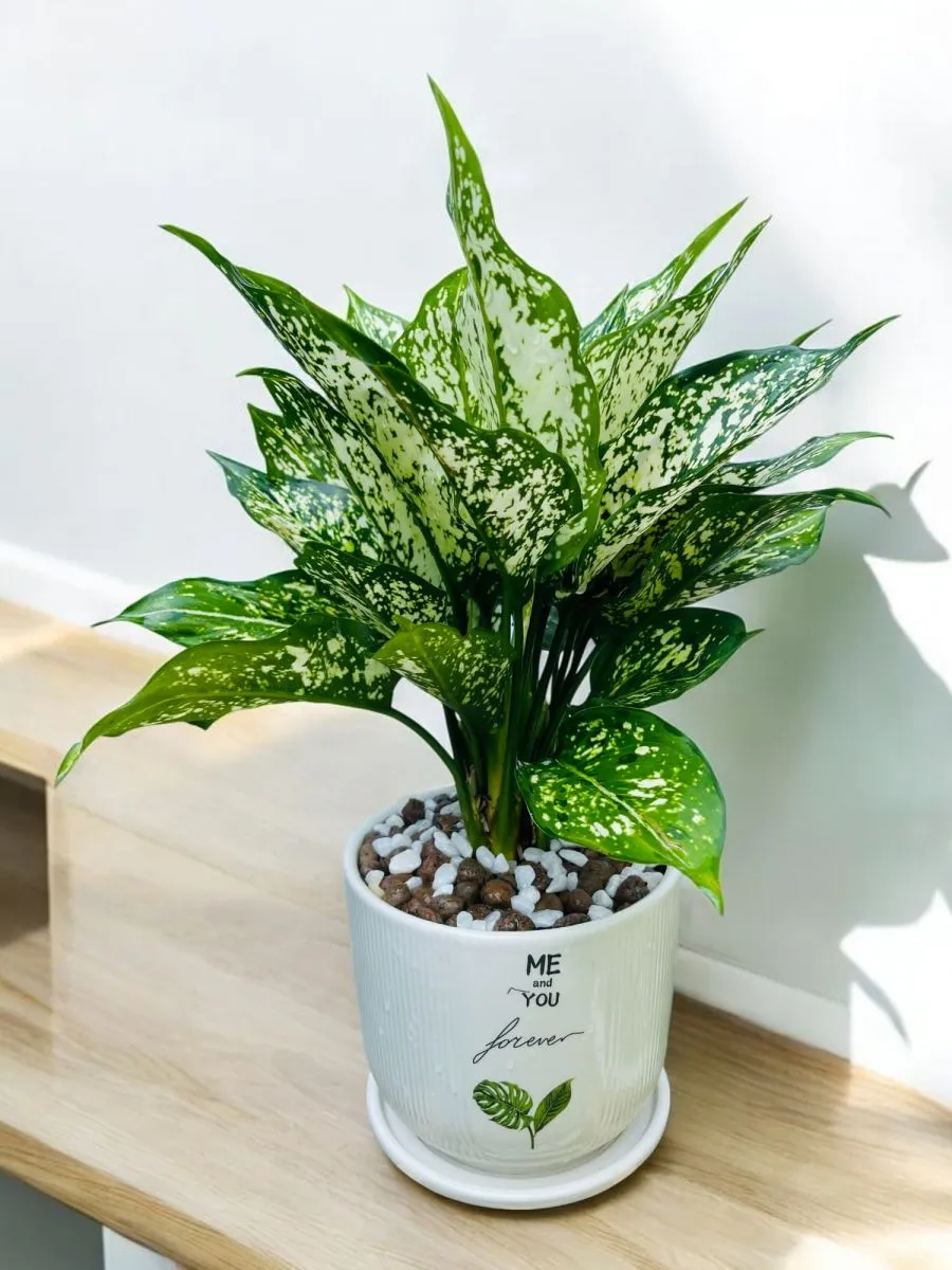 Chậu cây Ngọc Ngân - Top cây phong thủy được ưa chuộng nhất