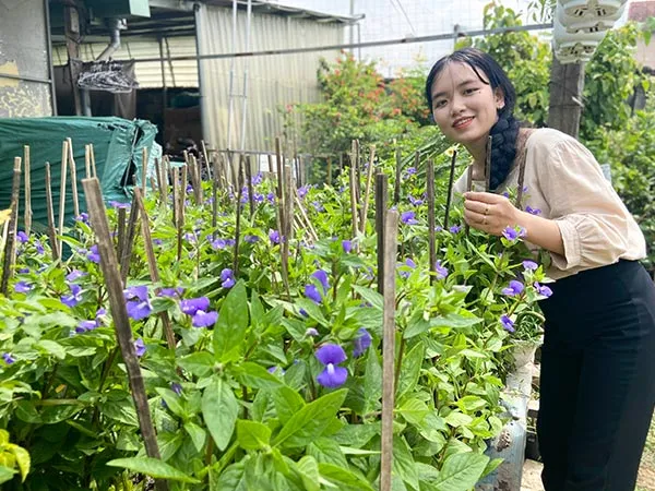 Cây bướm xanh chất lượng cao tại Sài Gòn Hoa