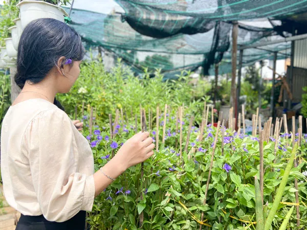 Sài Gòn Hoa cung cấp cây bướm xanh khỏe mạnh