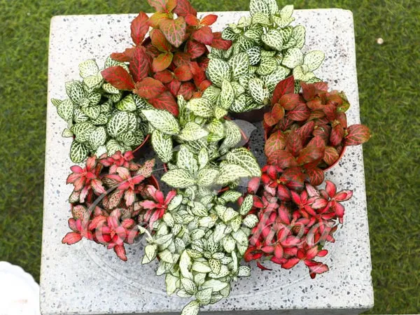 Khu vực trưng bày cây cẩm nhung tại Sài Gòn Hoa