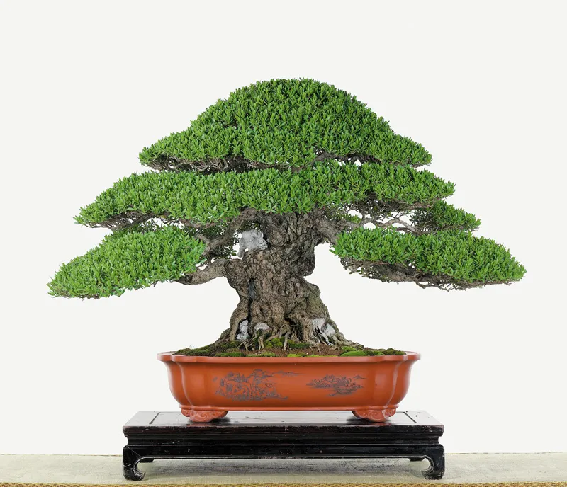 Cây thông với bóng cây được sắp đặt tinh tế, tạo cảm giác ấm áp và đầy đặn.