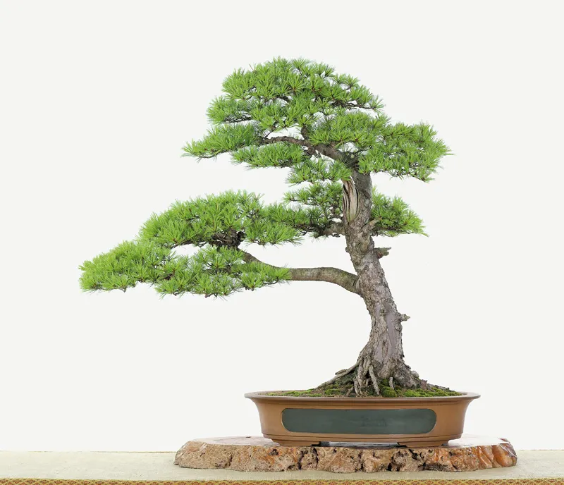 Một trong hai cây cảnh có bóng lệch, thể hiện chiều sâu và sự biến hóa của không gian.