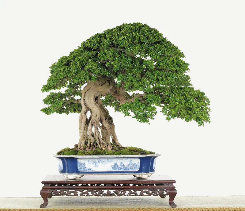 Cây bonsai với thân lắc chuyển uyển chuyển và bóng cây tạo chiều sâu.