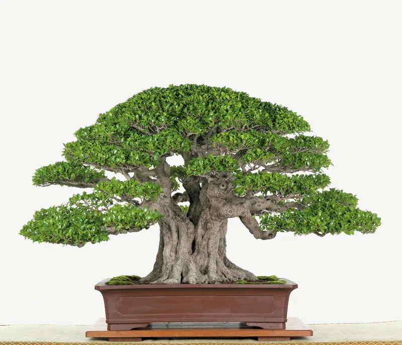 Cây bonsai với rễ buông, gợi hình ảnh cây cổ thụ làng quê.