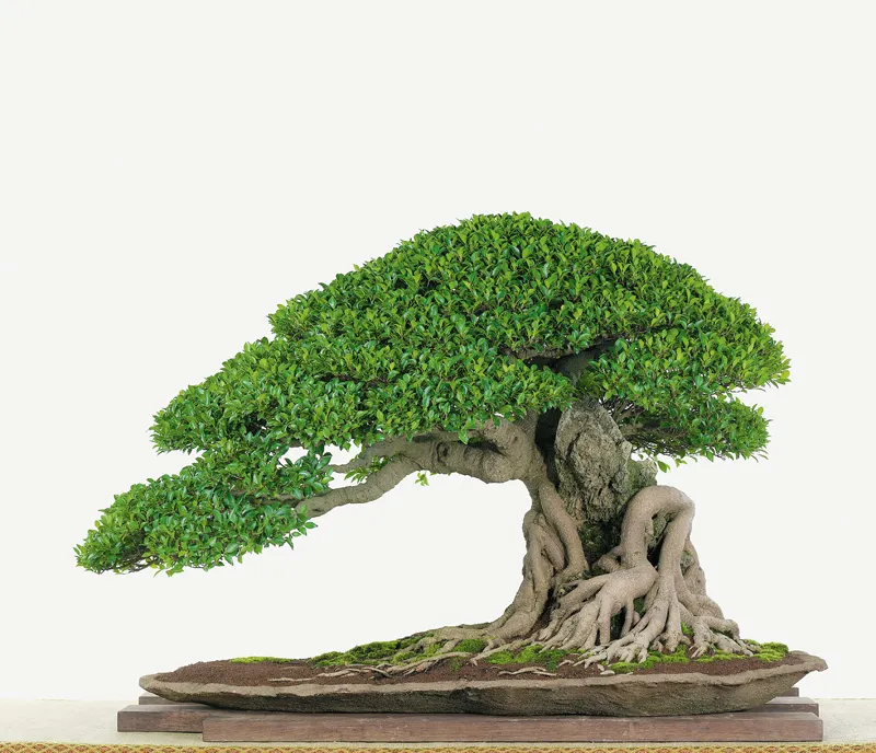 Cây cảnh dáng trực với bóng lệch, chú trọng vào chiều của rễ, bóng và hướng thân.