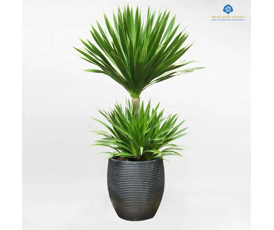 Người chăm sóc cây Phát Tài Núi, cắt tỉa lá già.